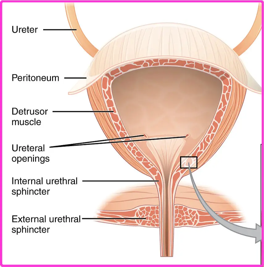 https://doctor-explains.com/wp-content/uploads/2022/09/bladder-dysfunction-constipation-and-UTI-bladder-anatomy.jpg